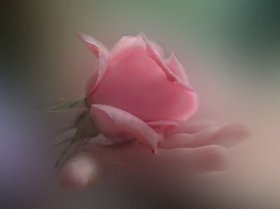 L'ultima rosa